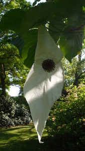 Flower of the Handkerchief tree