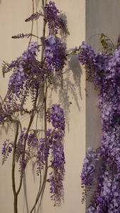 Lilac-like flowers