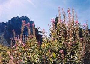 Rübli behind pink mountain flowers