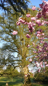 Cherry tree in full bloom