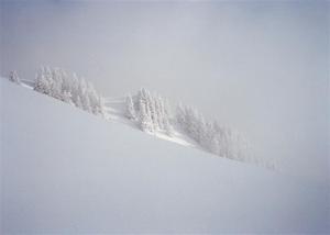 Monochromatic winter scene with pine trees