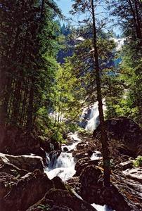 Waterfall, rocks and pinetree