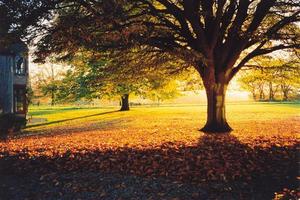 Golden sunrise on centre south lawn, trees
