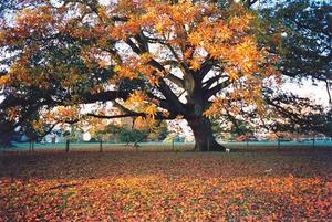 Orange leaved chestnut tree in front of school