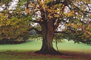 Beech tree in field [best album]