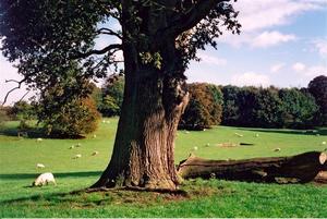 Oak tree in field with grazing sheep and fallen trunk
