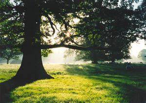 Green field with oak at sunrise [best album]