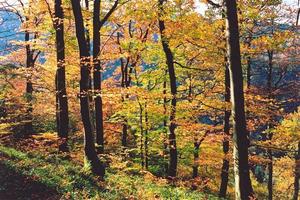 Badenweiler forest in autumn