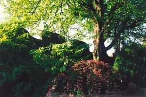 Tree and shrubs near castle wall