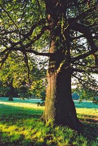 Oak tree close up