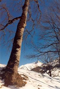 Bare tree on snowy ground, mountains