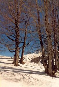 Bare trees on snowy ground, mountains