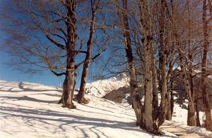 Bare trees on snowy ground, mountains