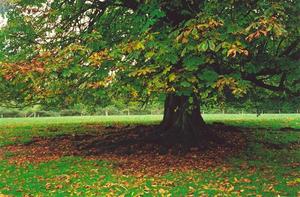 Horse chestnut tree with fallen leaves
