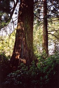 Sequoia trees in the BP grove