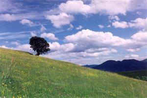 Meadow with single tree, clouds