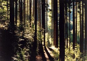 Dark vertical trunks, inside forest