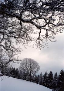Snow covered trees  [best album]