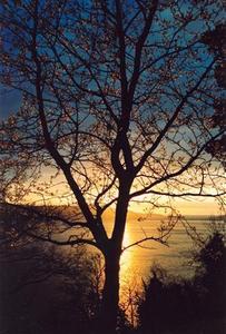 Sunset over Lake Constanz thru trees