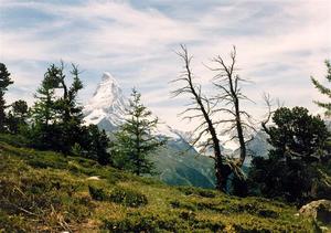Matterhorn through trees