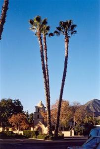 Palm trees in fromt of the Ojai Valley Museum