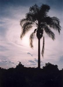 Palm tree in front of hazy sun