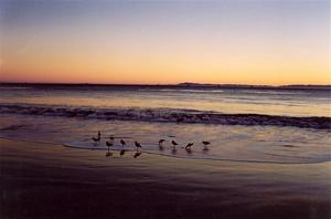 Birds on the beach at sunset