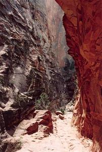 Red canyon walls, Zion