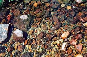 Shallow streambed with rocks
