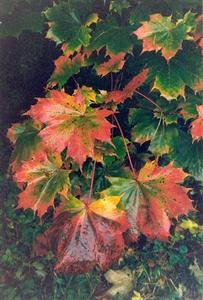 Multicoloured autumn leaves