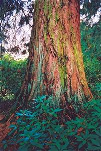 Sequoia trunk in the Grove, Brockwood