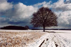 Tree near path, snow covered fileds, heavy sky