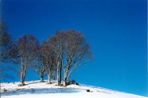Trees against deep blue sky