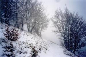 Snow covered path and trees in the mist