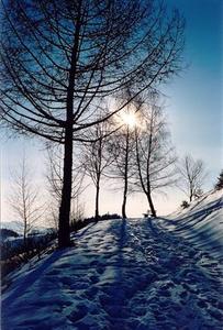 Sun shinning thru tree on snow covered path, bench