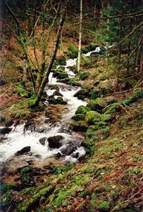 Stream thru forest and mossy rocks