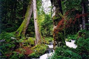 Stream thru green mossy forest