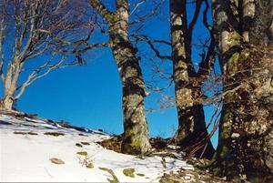 Line of tree trunks against deep blue sky