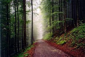 Path thru dark, green forest, straight lines