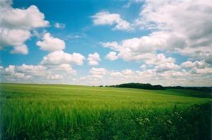 Green wheat field, white clouds on blue sky