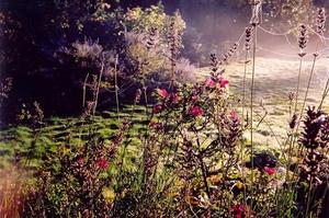 Roses, lavender and dew covered weblines in Rose garden,