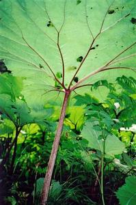 Plants below leaf with purple stem