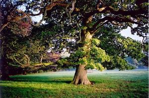 Oak Tree in field nice morning light