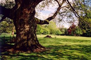 Oak tree trunk in field near school on sunny day