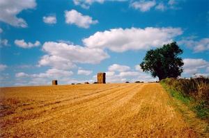 Cut wheat field and bales, tree