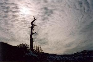 Cotton sheet like cloud over sun dead tree, Dolomites