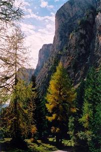 Dolomites, pine trees