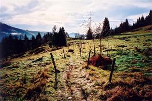 Fenced path along mountain meadows