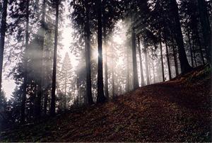 Sun rays thru pine tree forest