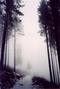 Snow cvered path thru pine tree in mist